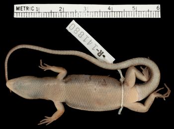 Media type: image;   Herpetology R-141880 Aspect: ventral